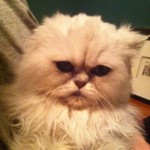 Rescue Cats , 8 Fabulous Persian Cat Rescue Seattle In Cat Category
