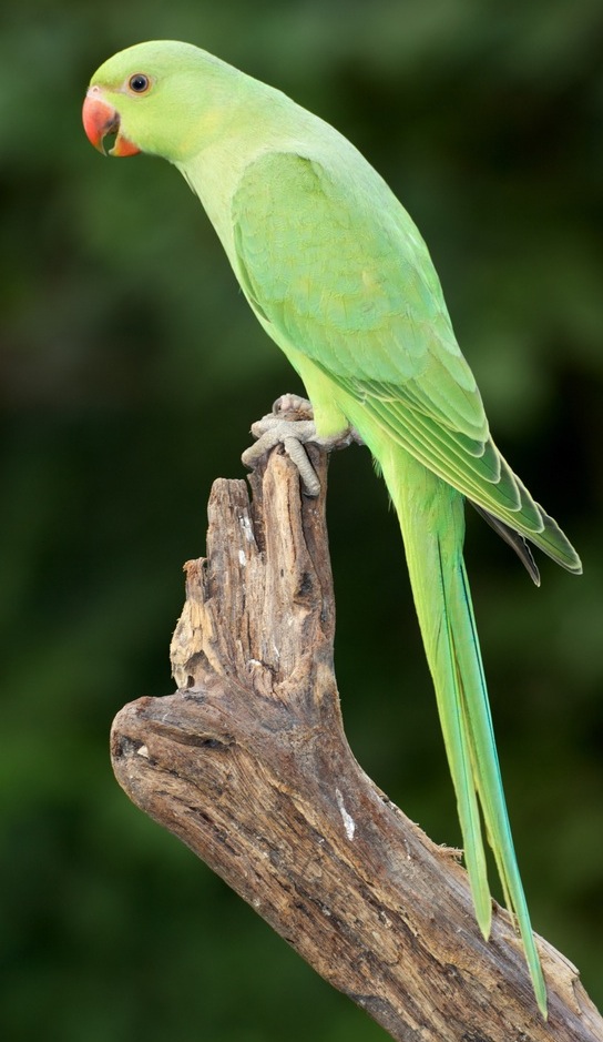 Birds , 7 Wonderful African Ringneck Parrot : Ringneck Parakeet