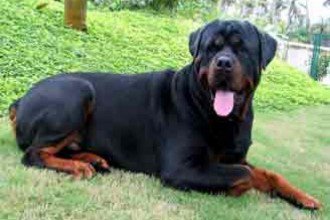Rottweiler Puppy , 6 Cool Rockwilder Puppies For Sale In Dog Category