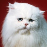 Sad Persian Cat Photograph , 9 Fabulous Persian Cats Breeders In Cat Category