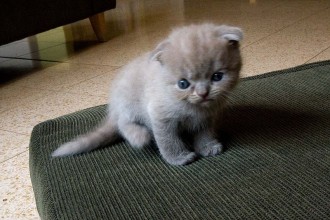 Scottish Fold Kittens , 4 Top Persian Cat For Sale Los Angeles In Cat Category