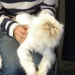 Seattle Persian , 8 Fabulous Persian Cat Rescue Seattle In Cat Category