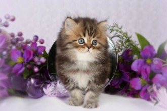 Shaded Golden Teacup Persian Kitten , 9 Charming Tea Cup Persian Cat In Cat Category