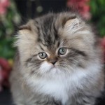 Shaded Golden , 6 Awesome Persian Cats Personality In Cat Category