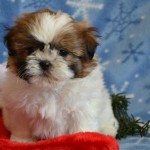 Shichon Puppy for Sale , 8 Cute Shichon Puppies For Sale In Nj In Dog Category