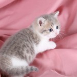 Short Hair Kitten , 7 Cool Short Haired Persian Cats For Sale In Cat Category