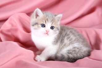Short Hair Kitten , 7 Cool Short Haired Persian Cats For Sale In Cat Category