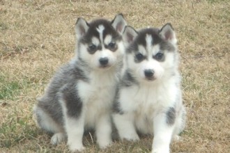 Siberian Huskies , 9 Beautiful Siborgi Puppies In Dog Category