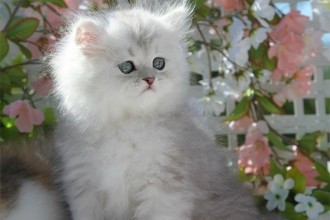 Silver Chinchilla Persian Kitten , 9 Charming Tea Cup Persian Cat In Cat Category