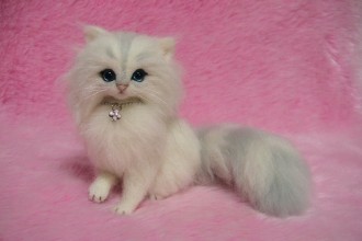 Silver Chinchilla Persian Kitten , 7 Cute Miniature Persian Cat In Cat Category