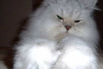 Silver Persian Cat , 9 Cute Persian Himalayan Cat Rescue In Cat Category