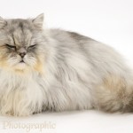 Silver tabby chinchilla , 7 Charming Chinchilla Persian Cats In Cat Category