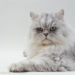 Silver tabby chinchilla Persian , 8 Lovely Persian Chinchilla Cat In Cat Category