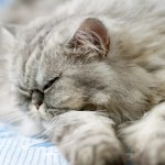 Sleeping Persian , 9 Good Do Persian Cats Shed In Cat Category