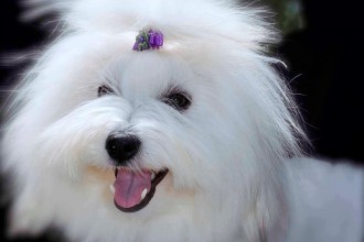 Snowflower Cotons , 7 Cute Coton De Tulear Puppy Cut In Dog Category