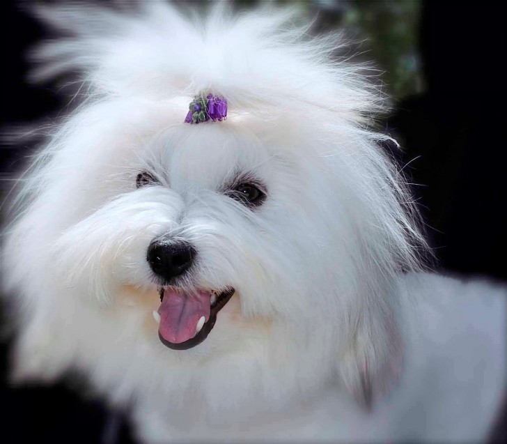 Dog , 7 Cute Coton De Tulear Puppy Cut : Snowflower Cotons