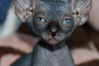 Sphynx , 9 Cool How Much Do Persian Cats Cost In Cat Category