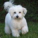 Standard du Coton , 7 Cute Coton De Tulear Puppy Cut In Dog Category