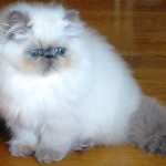 Stunning Persian , 6 Lovely Himalayan Persian Cats For Sale In Cat Category