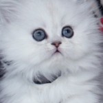 Teacup Kittens , 8 Nice How Much Do Teacup Persian Cats Cost In Cat Category