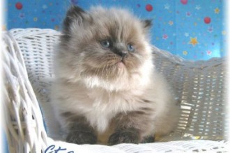 Teacup Persian Cats , 7 Awesome Teacup Persian Cat In Cat Category