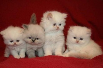 Teacup Persian Cats in Plants