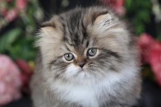 Teacup Persian Kitten , 7 Cool Persian Cat Characteristics In Cat Category