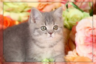 Teacup Persian Kitten , 7 Cool Short Haired Persian Cats For Sale In Cat Category