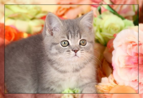 Cat , 7 Cool Short Haired Persian Cats For Sale : Teacup Persian Kitten