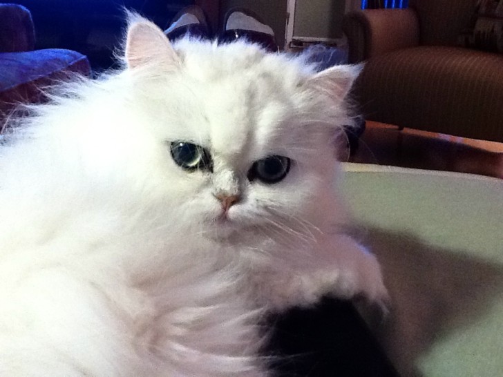 Cat , 8 Nice How Much Do Teacup Persian Cats Cost : Teacup Persian Kittens