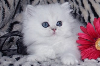 Teacup Persian Kittens For Sale , 9 Lovely Persian Cats For Sale In Indiana In Cat Category