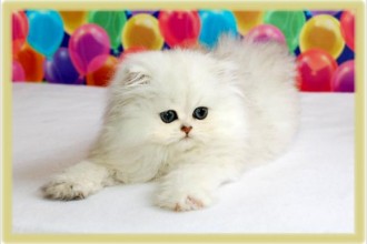 Teacup Persian Kittens For Sale , 7 Good Teacup Persian Cats In Cat Category
