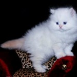 Teacup Persian Kittens , 8 Nice How Much Do Teacup Persian Cats Cost In Cat Category