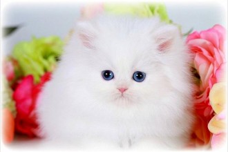 Teacup Persian Kittens , 7 Awesome Teacup Persian Cat In Cat Category
