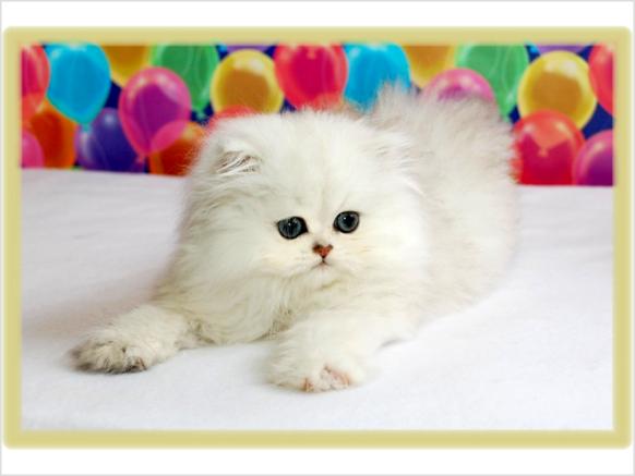 Cat , 9 Charming Tea Cup Persian Cat : Teacup Persian Kittens