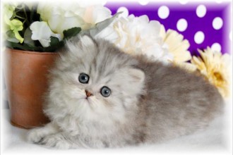 Teacup Persian Kittens , 7 Good Teacup Persian Cats In Cat Category