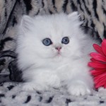 Teacup Persian Kittens , 7 Gorgeous Doll Face Persian Cats For Sale In Cat Category