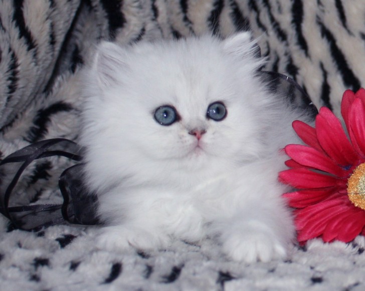 Cat , 7 Gorgeous Doll Face Persian Cats For Sale : Teacup Persian Kittens