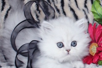 Teacup Persian Kittens , 7 Cute Miniature Persian Cat In Cat Category