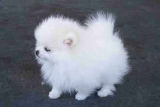 Teacup Pomeranian Puppies , 7 Cute Peekapoo Puppies For Sale In Pa In Dog Category