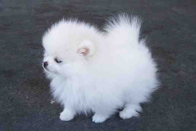 Dog , 7 Cute Peekapoo Puppies For Sale In Pa : Teacup Pomeranian Puppies
