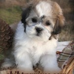 Teddy Bear Puppies , 8 Cute Shichon Puppies For Sale In Nj In Dog Category
