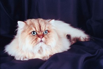 The Persian Cat Breed , 9 Nice Persian Cat Eye Care In Cat Category