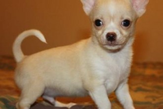 Tiny Beautiful Chihuahua , 8 Cute Chiuaua Puppies For Sale In Pa In Dog Category