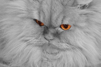 Tomàs In Persian , 9 Cute Persian Cat Health Issues In Cat Category