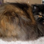 Tortishell Persian Cat , 9 Awesome Types Of Persian Cats In Cat Category