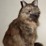 Tortoiseshell Cat , 4 Good Persian Cat Personality Traits In Cat Category