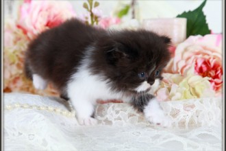 Toy Persian Kitten , 8 Wonderful Toy Persian Cats In Cat Category