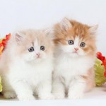 Toy Persian Kittens for Sale , 8 Wonderful Toy Persian Cats In Cat Category