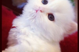 Traditional White Doll Face , 7 Gorgeous Doll Face Persian Cats For Sale In Cat Category